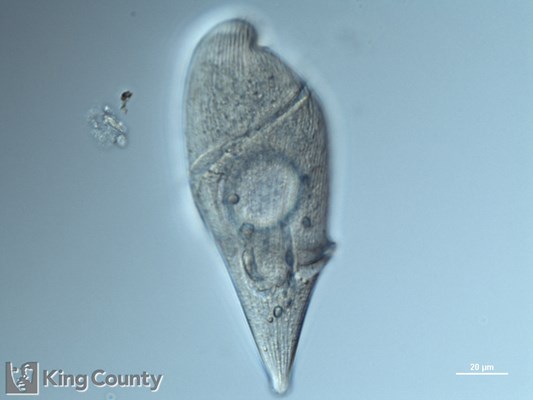 Photo of Gyrodinium spp.